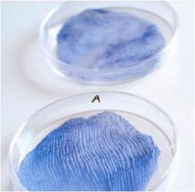 【紡織科技】從生物體中生長出來的新型紡織品